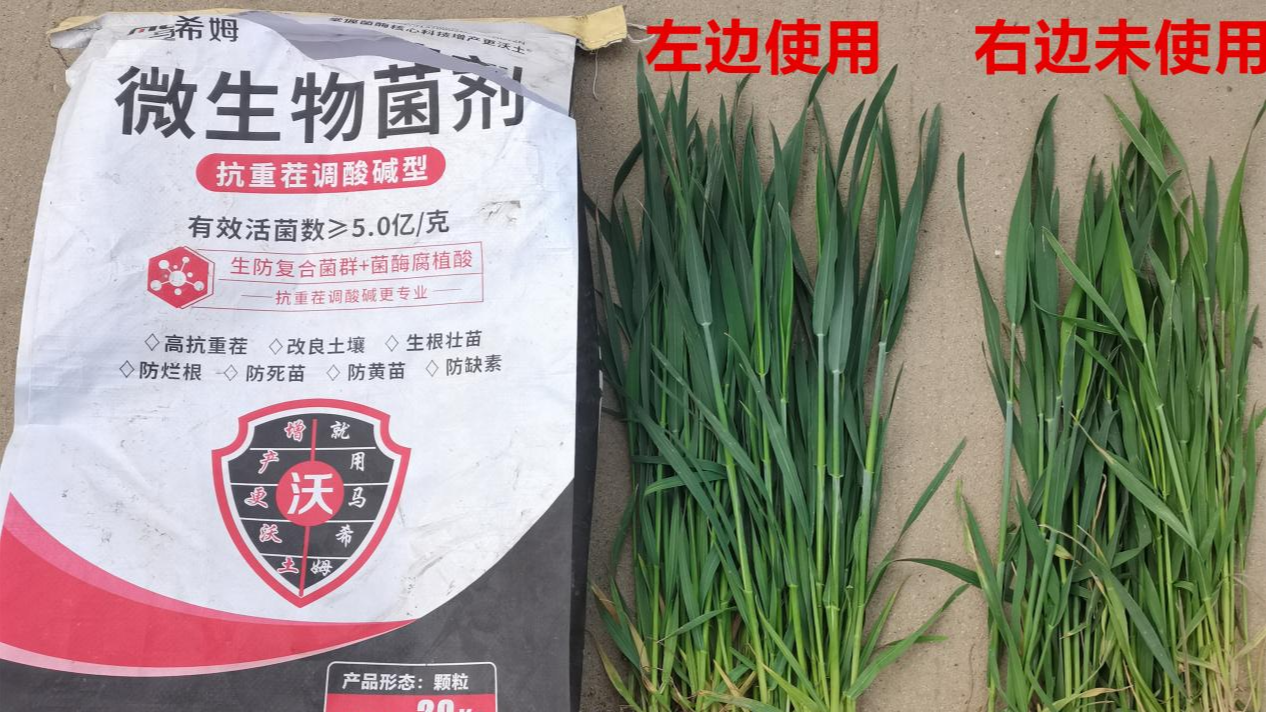 奠定小麦高产，播种及冬前管理技术是关键