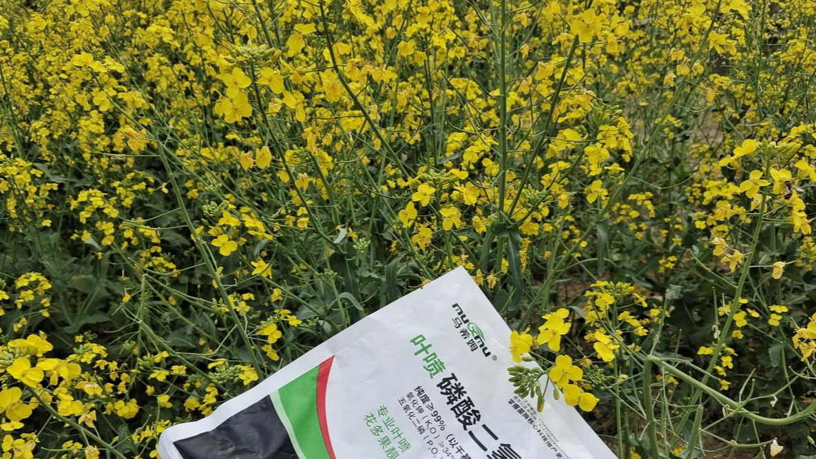 油菜种植要想增产得这样做