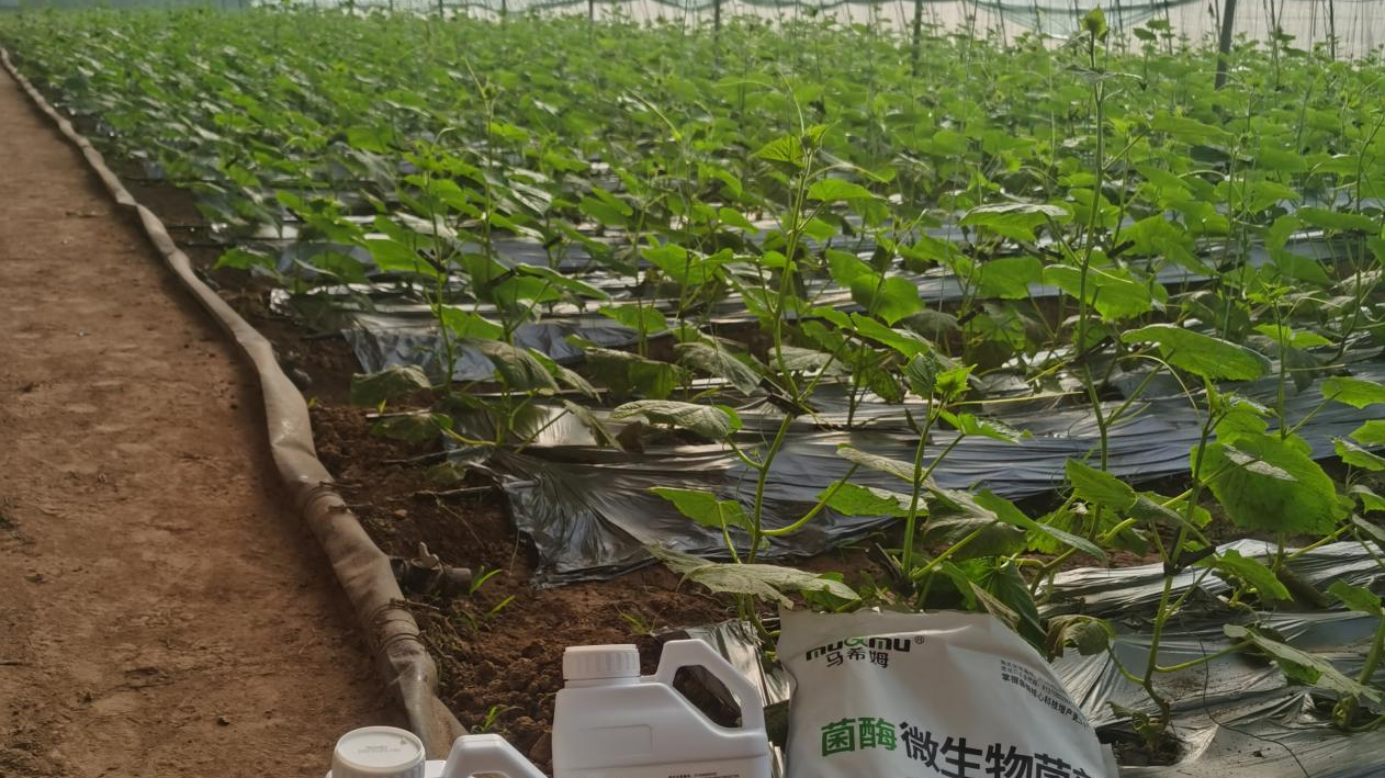 <i style='color:red'>冬季大棚蔬菜</i>用什么肥好 <i style='color:red'>冬季大棚蔬菜</i>用什么肥好