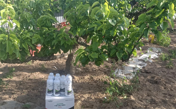 梨树施肥-马希姆菌酶特种肥