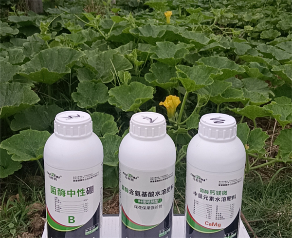 南瓜施肥-马希姆菌酶特种肥