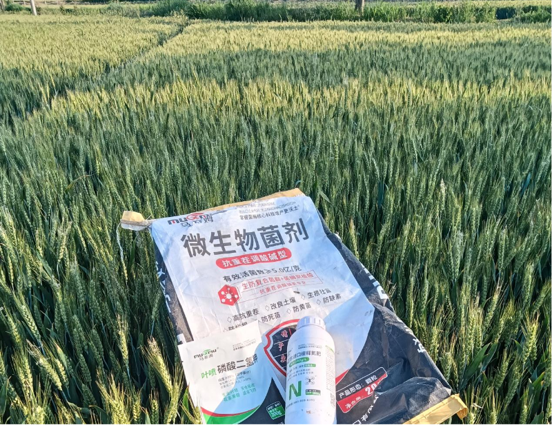 小麦施肥—马希姆菌酶特种肥
