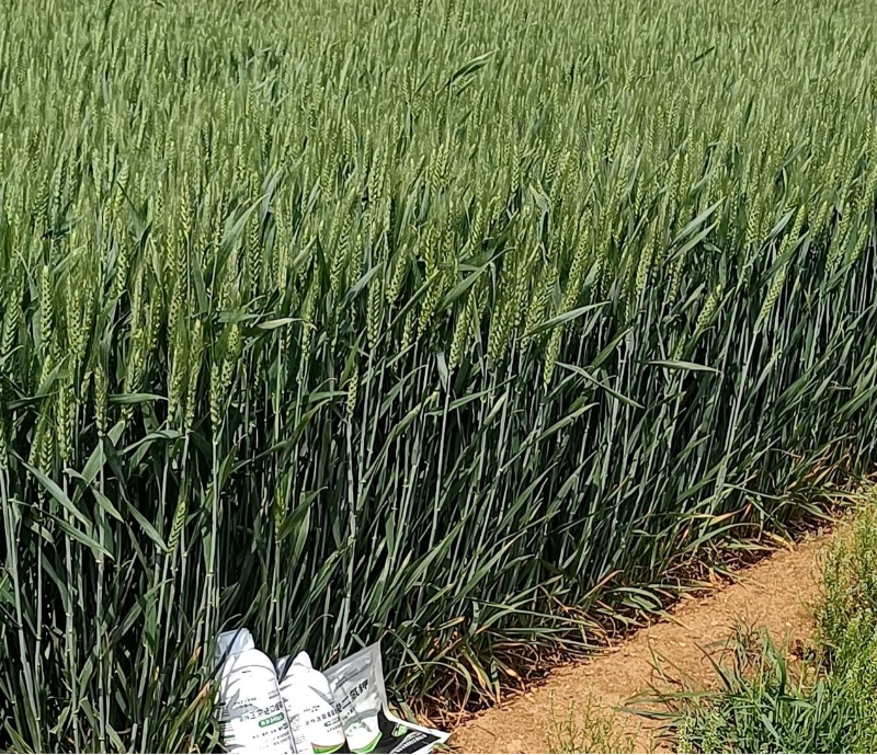 小麦施肥—马希姆菌酶特种肥