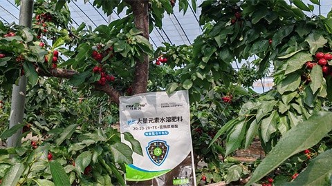 樱桃转色期管理，避免转色不均与裂果