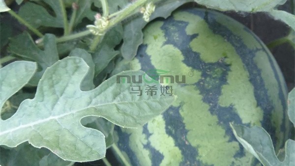 西瓜膨大期用什么肥料？看这篇就够了