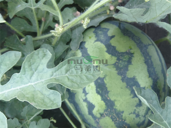 西瓜施肥-马希姆磷酸二氢钾 