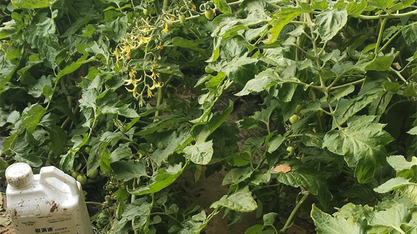 温度高光照强，促花保果是关键