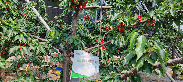 樱桃施肥-马希姆菌酶特种肥 