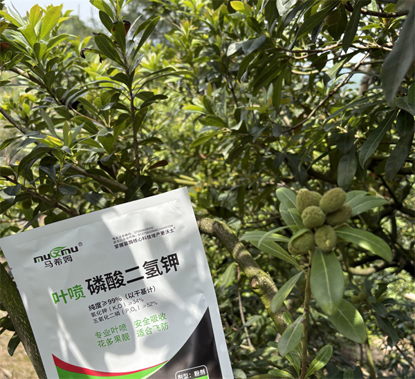 杨梅施肥-马希姆磷酸二氢钾