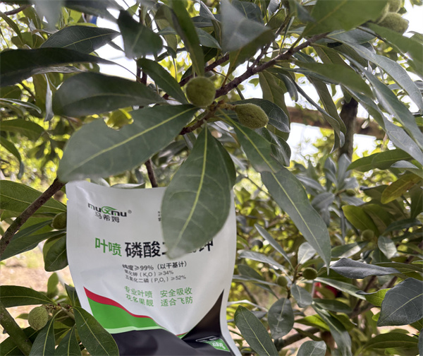 杨梅施肥-马希姆磷酸二氢钾 