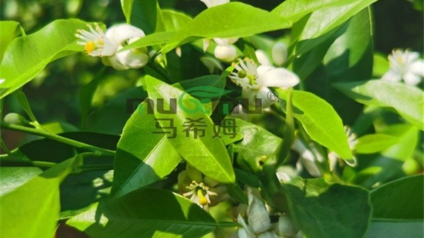水溶肥是什么肥料？好用吗