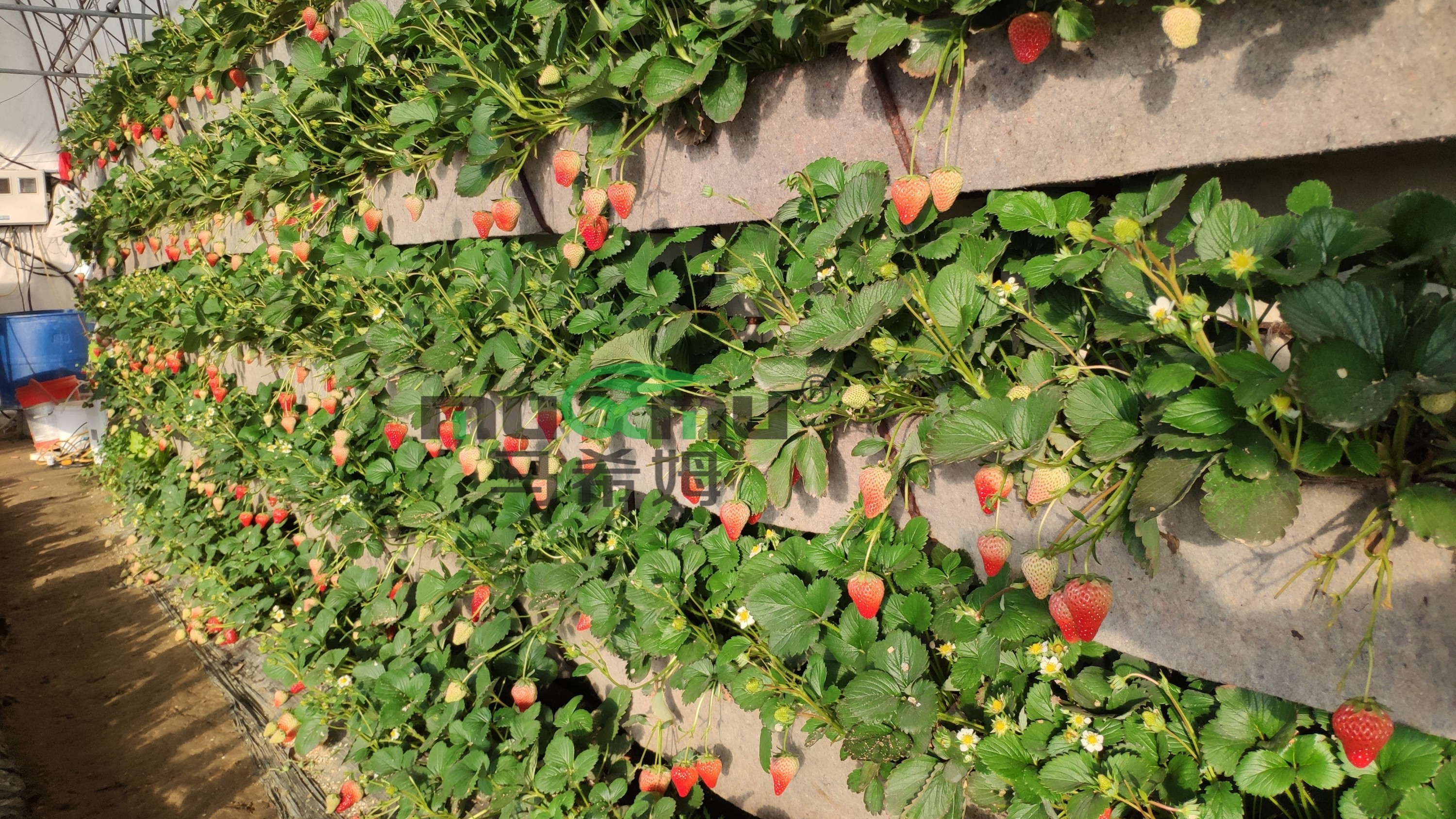 <i style='color:red'>草莓施肥</i>用什么肥料好? <i style='color:red'>草莓施肥</i>用什么肥料好?