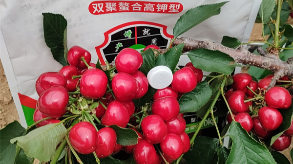 樱桃种植用什么水溶肥好？