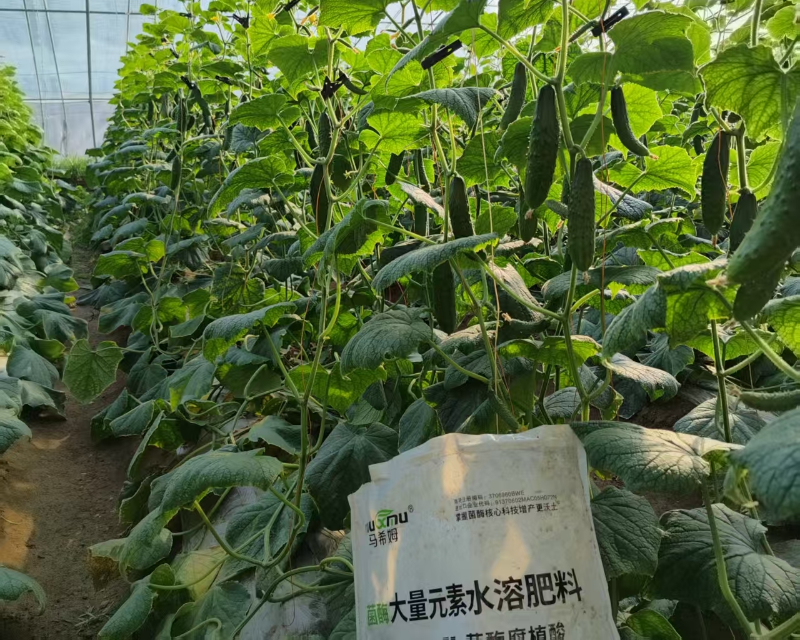 黄瓜施肥-马希姆高氮大量元素水溶肥
