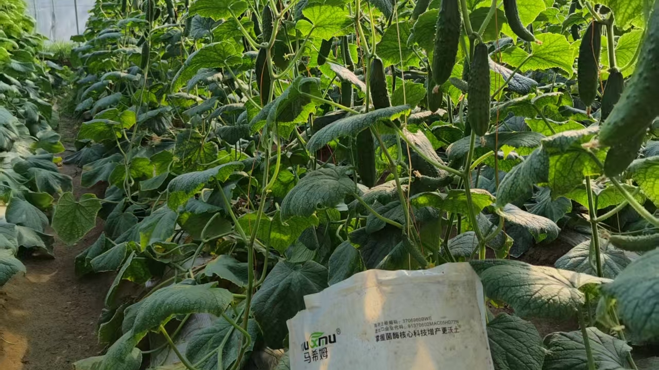 预防黄瓜早衰，保障持续高产