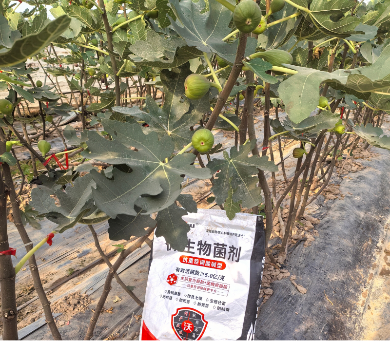 无花果施肥-马希姆颗粒微生物菌剂