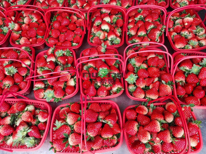 草莓施肥-马希姆菌酶水溶肥