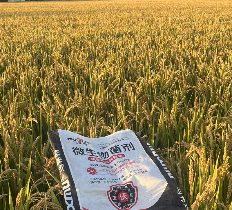 水稻施肥-马希姆颗粒微生物菌剂