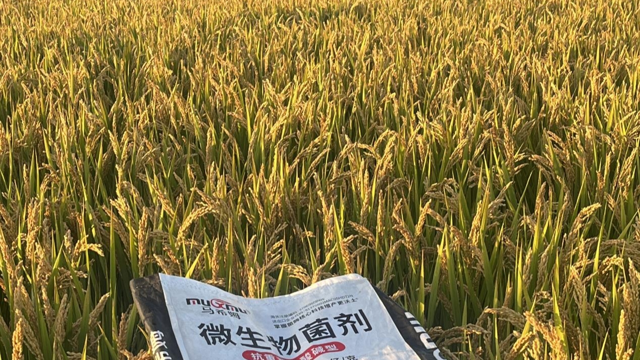 颗粒微生物菌剂为何成为种植新宠