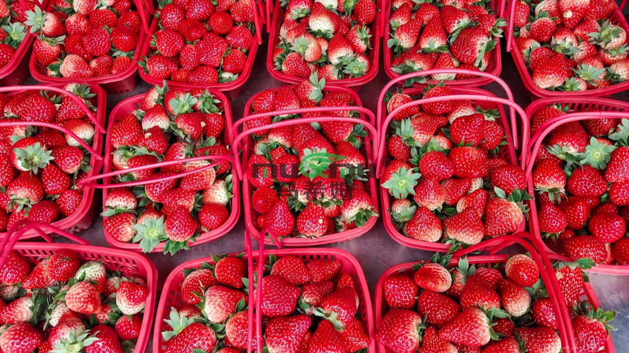 草莓转色不均匀如何破解？