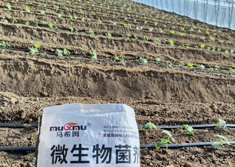 黄瓜施肥-马希姆颗粒微生物菌剂