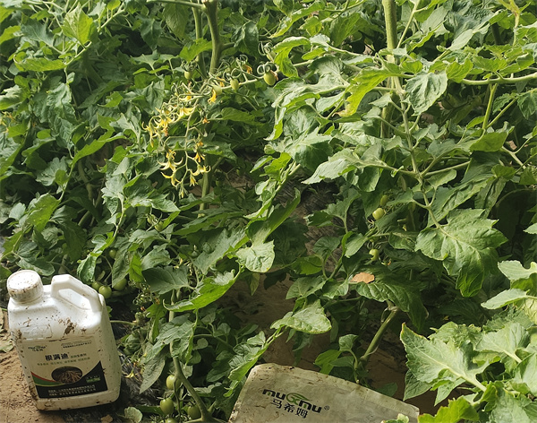 番茄施肥-马希姆菌酶水溶肥 