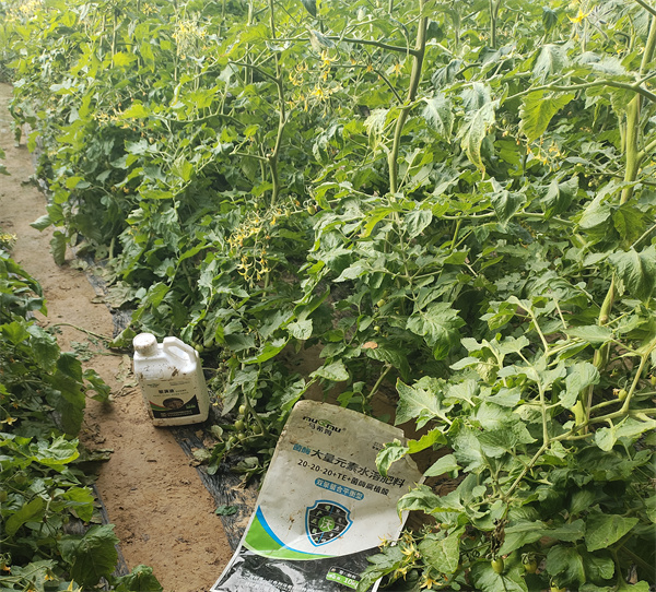 番茄施肥-马希姆菌酶水溶肥