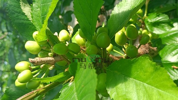 果树遇到倒春寒怎么办？预防补救两手抓
