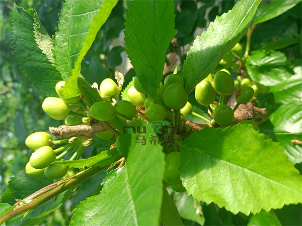 樱桃施肥-马希姆菌酶水溶肥 
