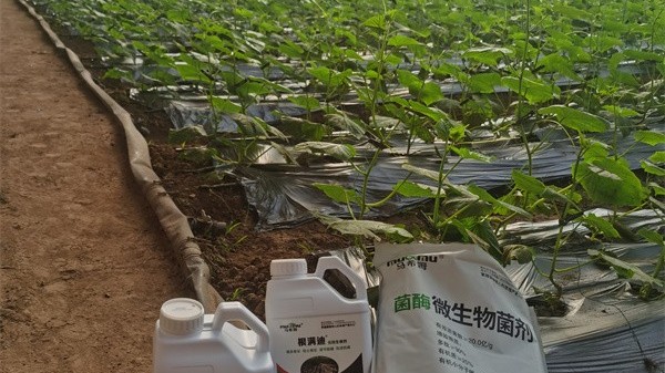 黄瓜移栽后苗期施肥管理：助力幼苗茁壮成长