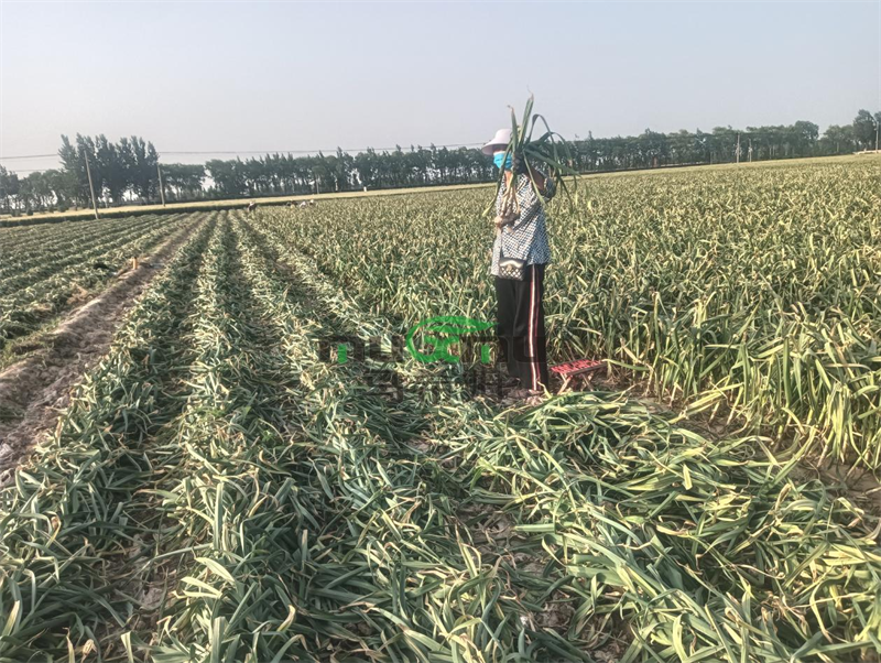 大蒜施肥-马希姆微生物菌剂 