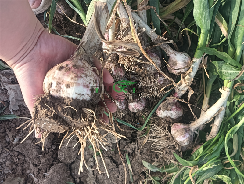 大蒜施肥-马希姆微生物菌剂