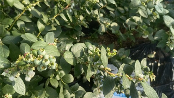 解锁蓝莓施肥关键，种出品质蓝莓