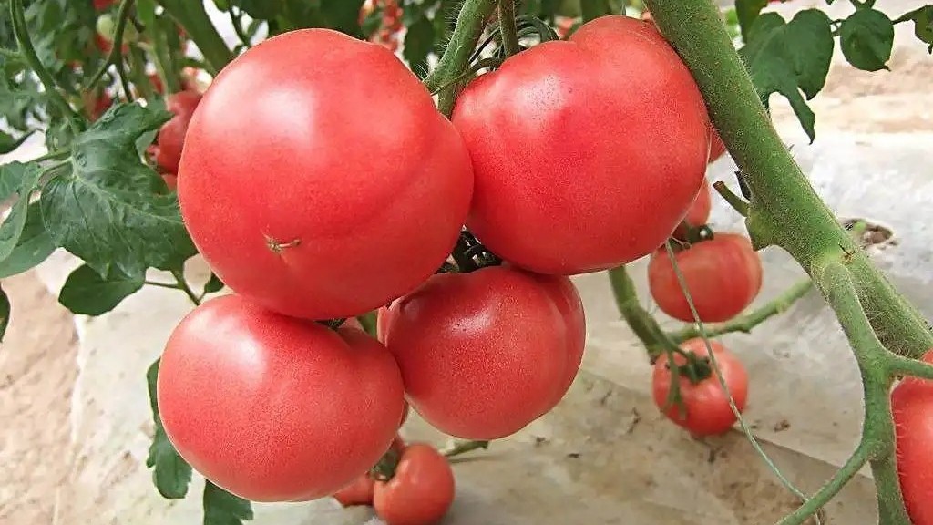 <i style='color:red'>西红柿施肥</i>用菌酶腐植酸,提质增产 <i style='color:red'>西红柿施肥</i>用菌酶腐植酸,提质增产
