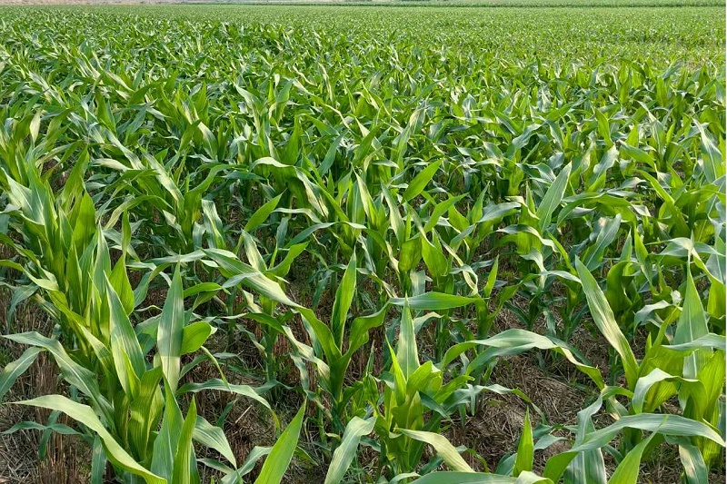 玉米施肥-马希姆水溶肥