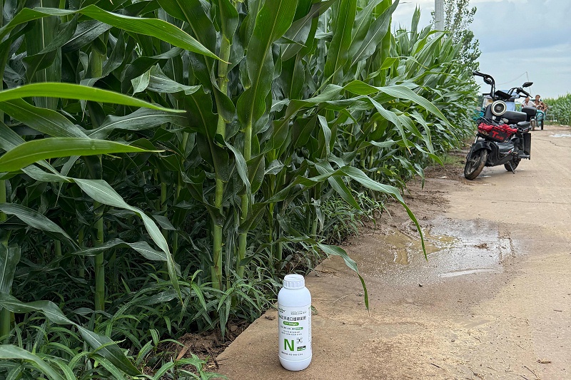 玉米施肥-马希姆水溶肥 (2)