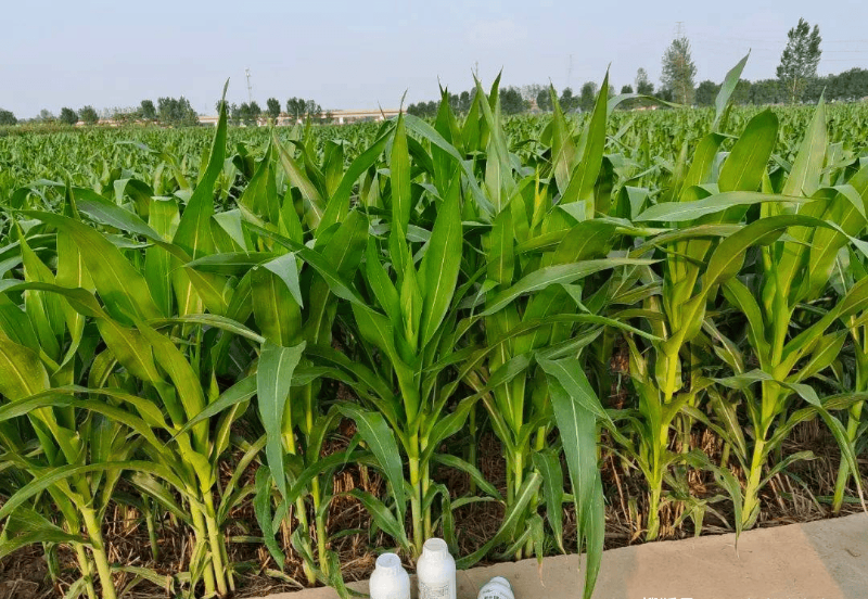 玉米施肥-马希姆水溶肥