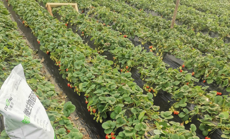 草莓施肥-马希姆微生物菌剂