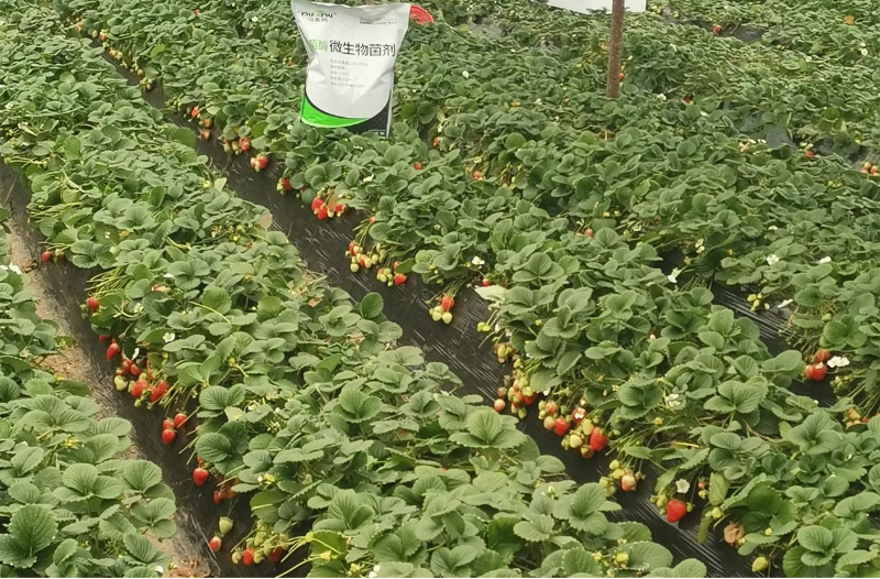 草莓施肥-马希姆微生物菌剂
