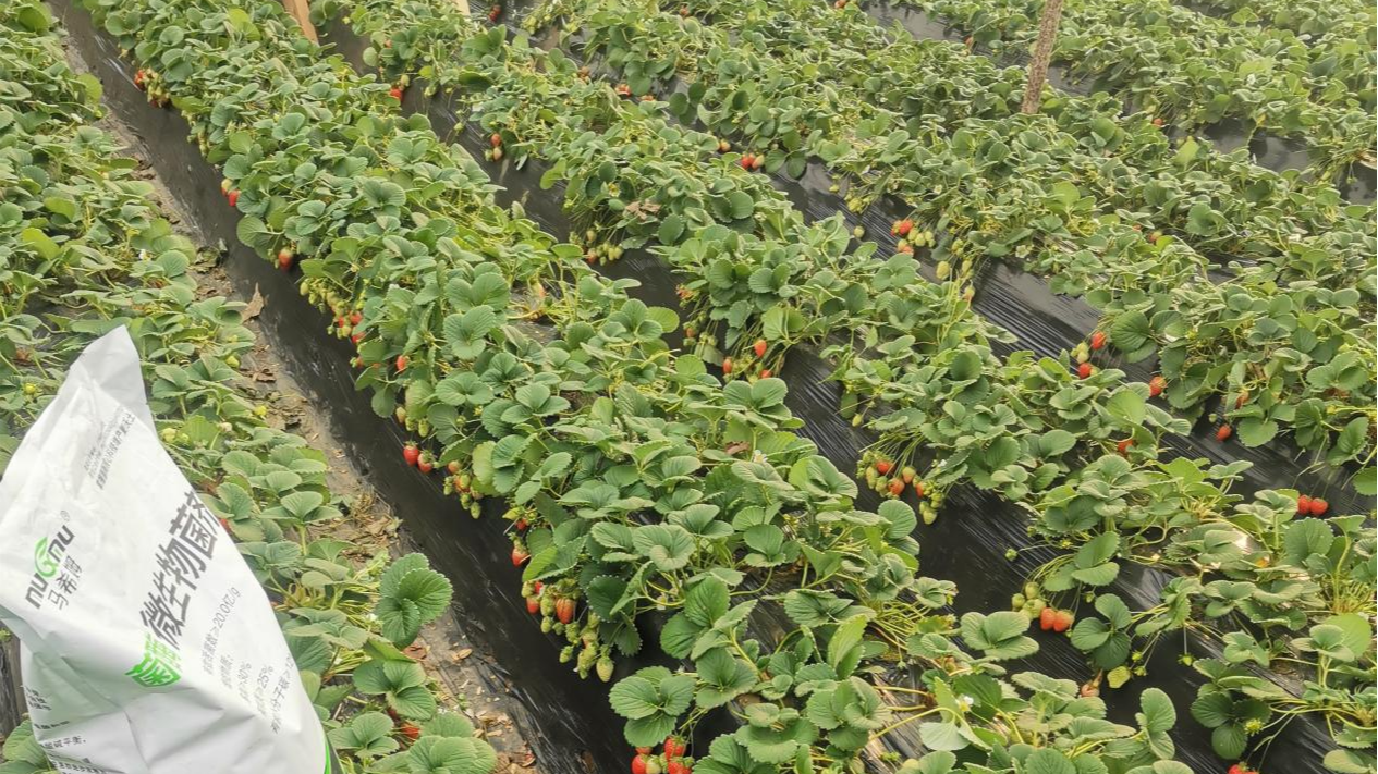 <i style='color:red'>草莓施肥</i>不踩坑！从幼苗到结果施肥攻略