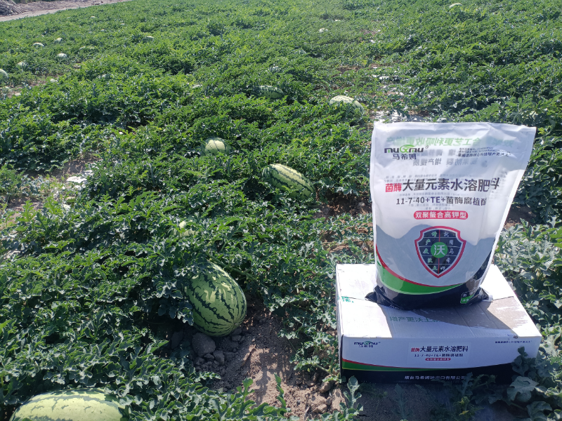 西瓜施肥-马希姆高钾大量元素水溶肥