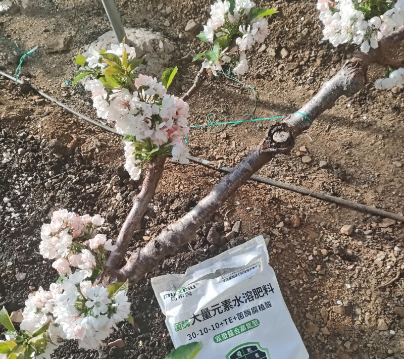 樱桃施肥-马希姆高氮大量元素水溶肥