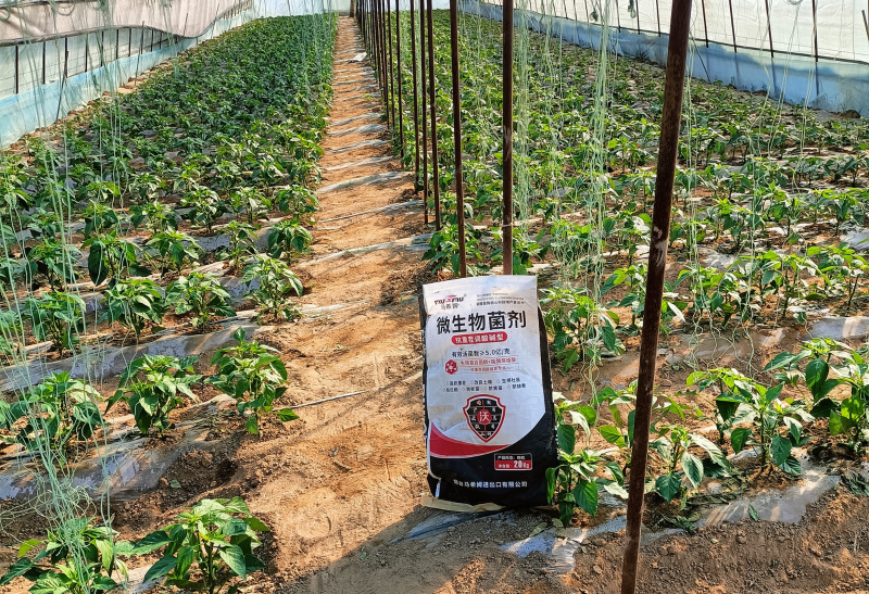 辣椒施肥-马希姆颗粒微生物菌剂