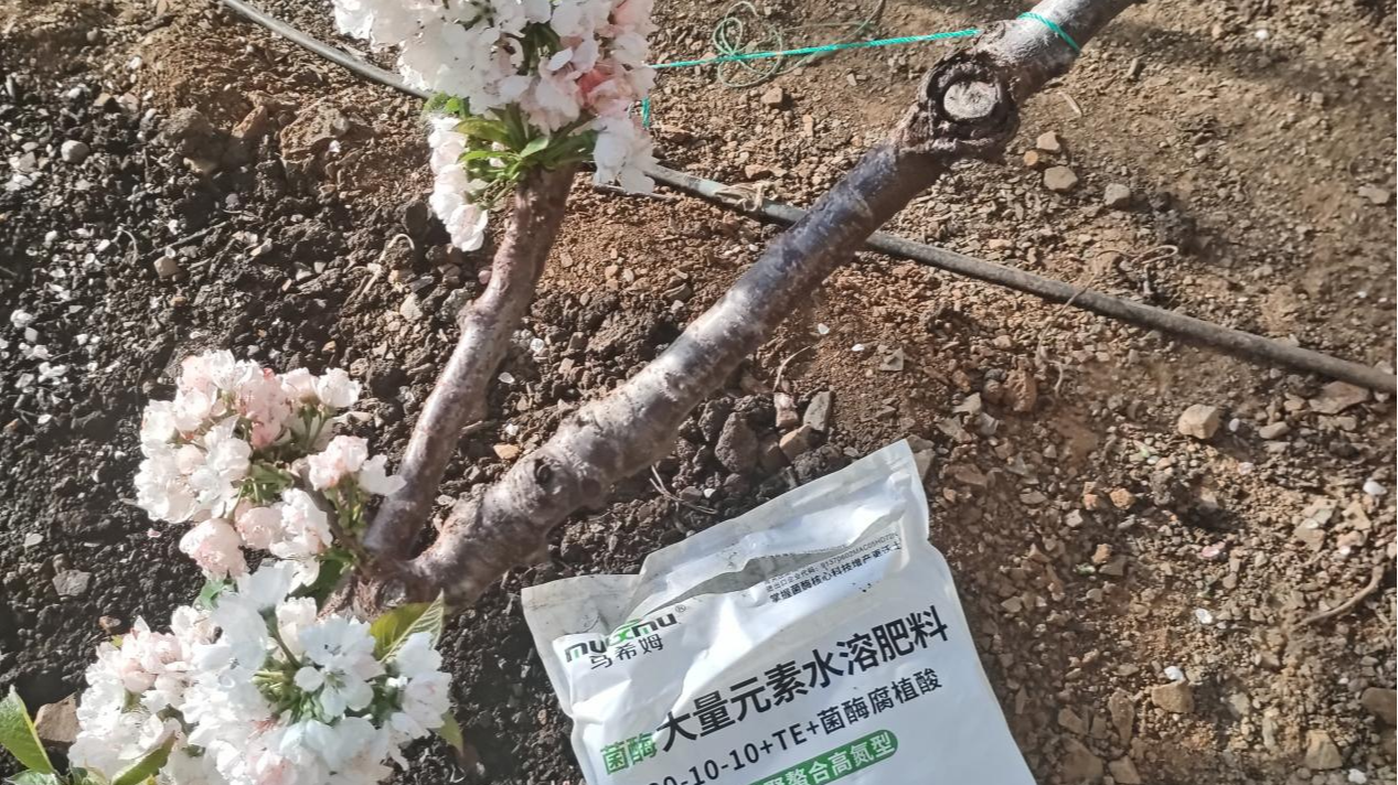 影响樱桃开花的因素