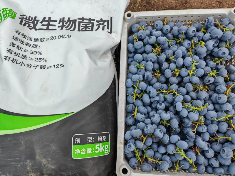 蓝莓施肥-马希姆微生物菌剂
