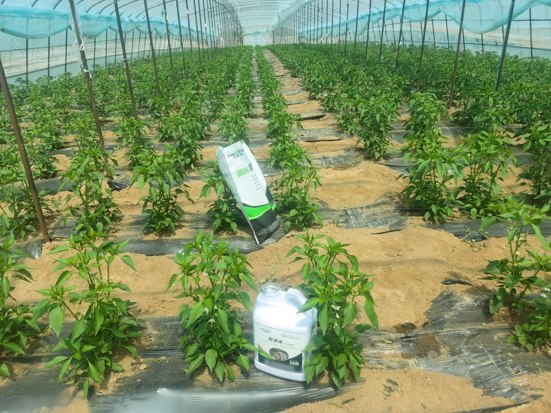 辣椒施肥-马希姆菌酶水溶肥