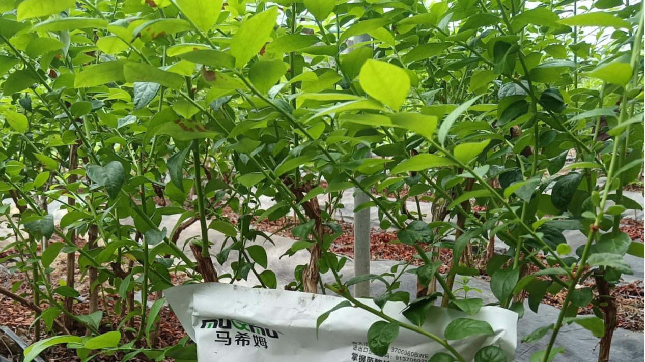 微生物菌剂效果差？关键是这4个生存条件