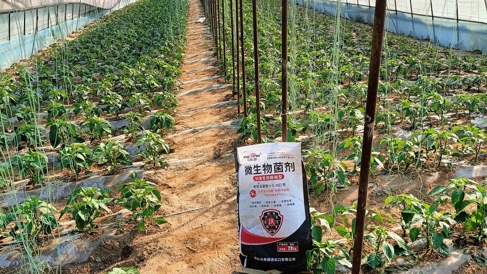 辣椒育苗期管理，怎样培育壮苗