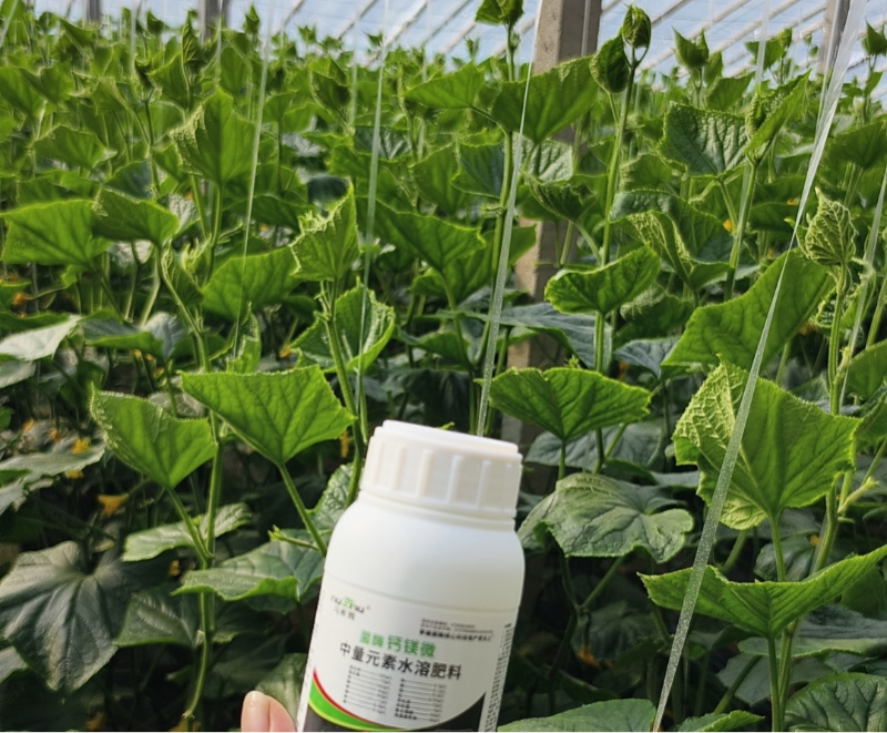 黄瓜种植-马希姆钙镁微中量元素水溶肥