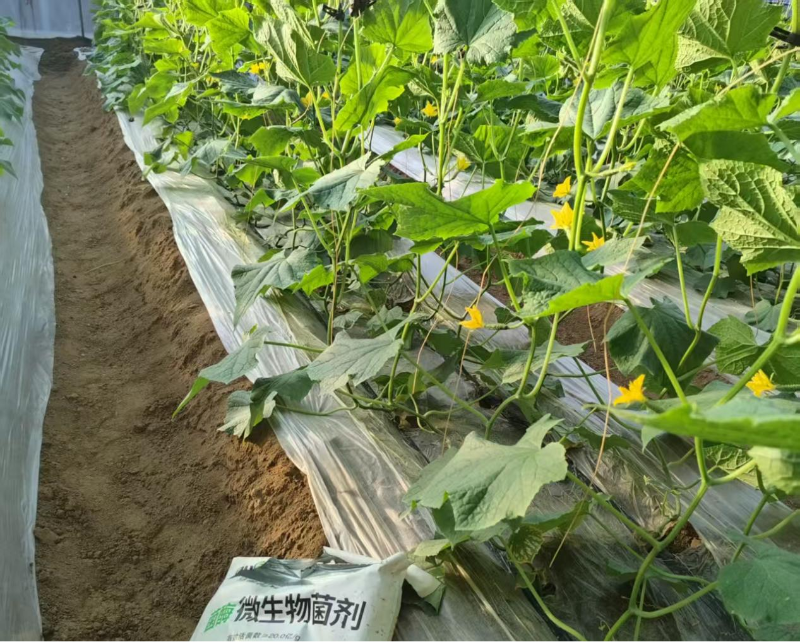 黄瓜种植-马希姆微生物菌剂